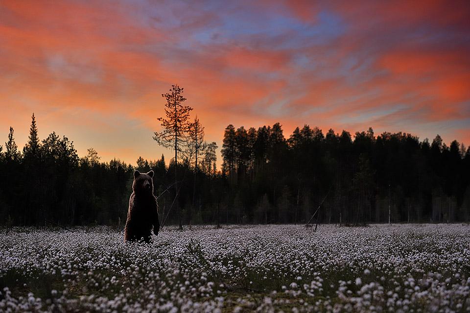 Summer night silence